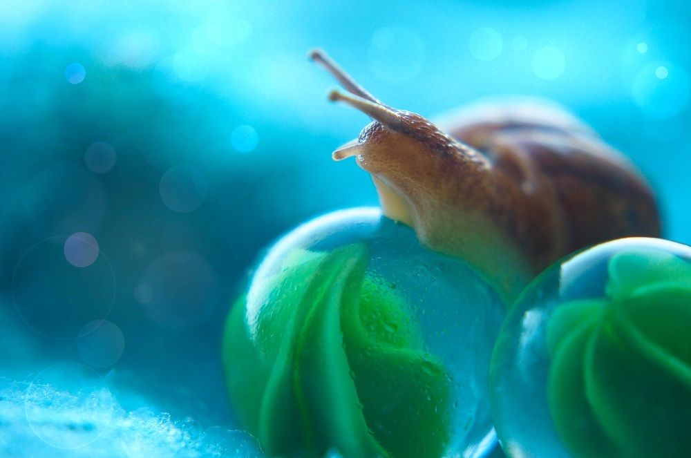 Приключения улиточки