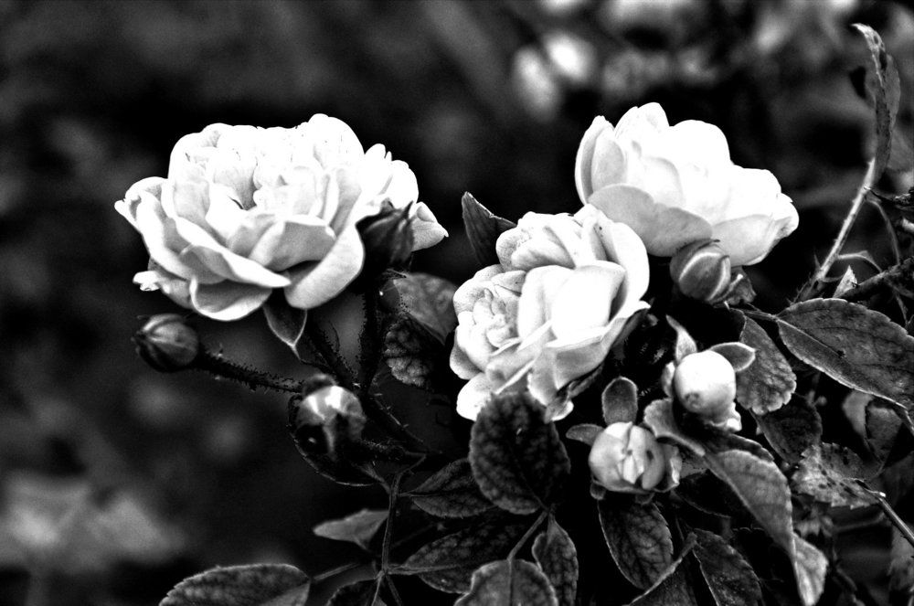 Photograph by Армен Арутюнов