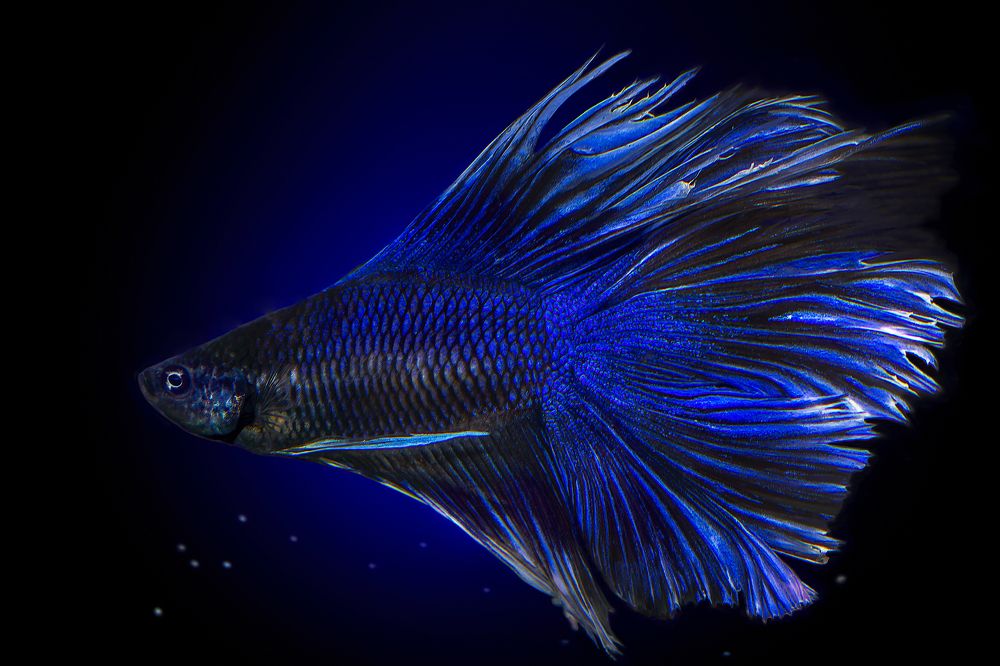 Фотография автора Dolli Pogrebnaya