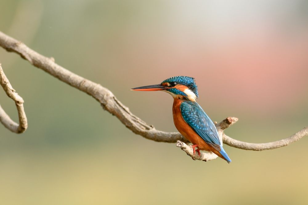 KING FISHER