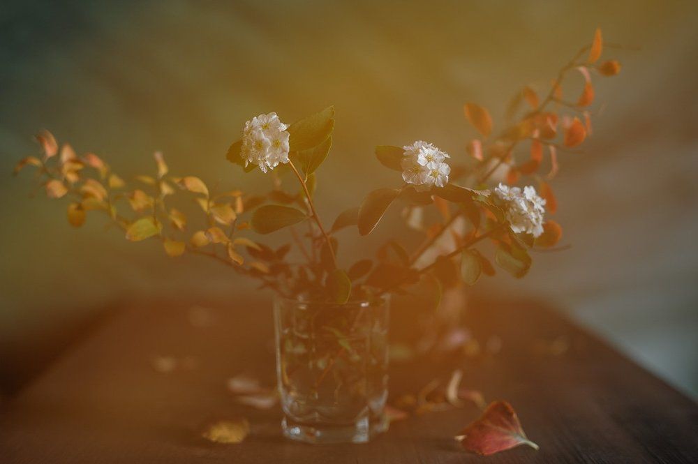 На дворе ноябрь, а спирея всё цветёт!