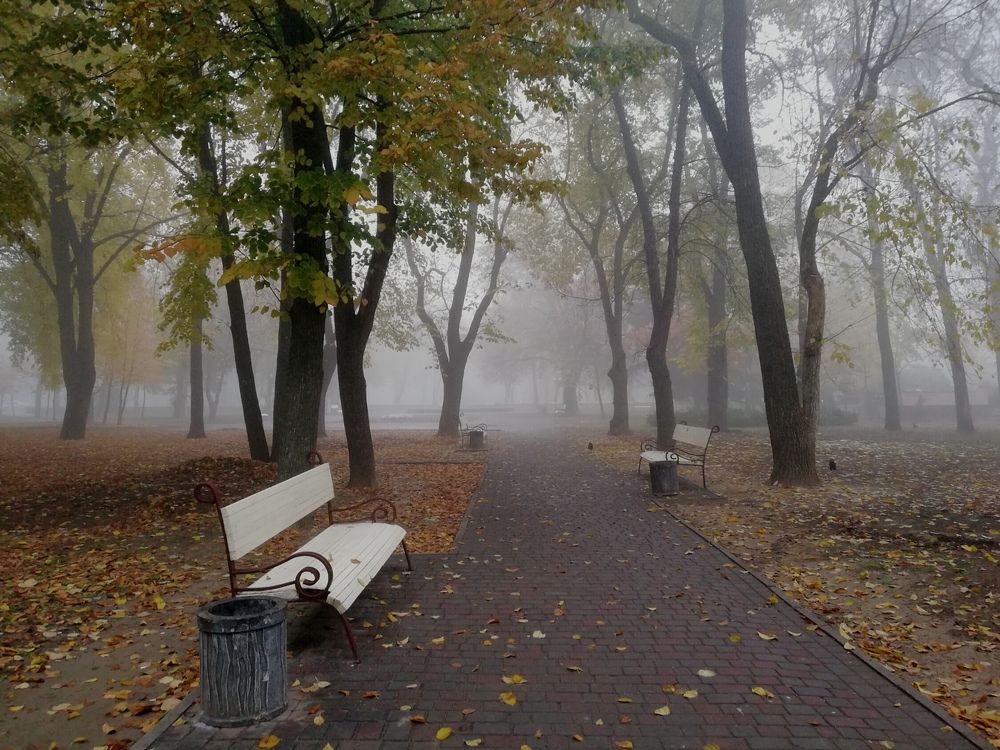 Под покровом тумана