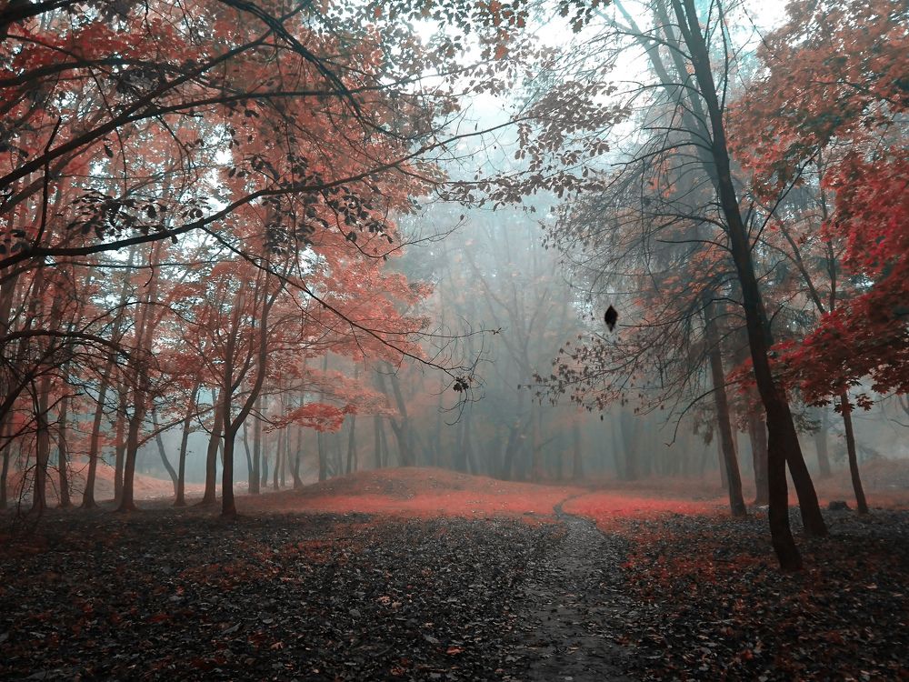 Мистический лес