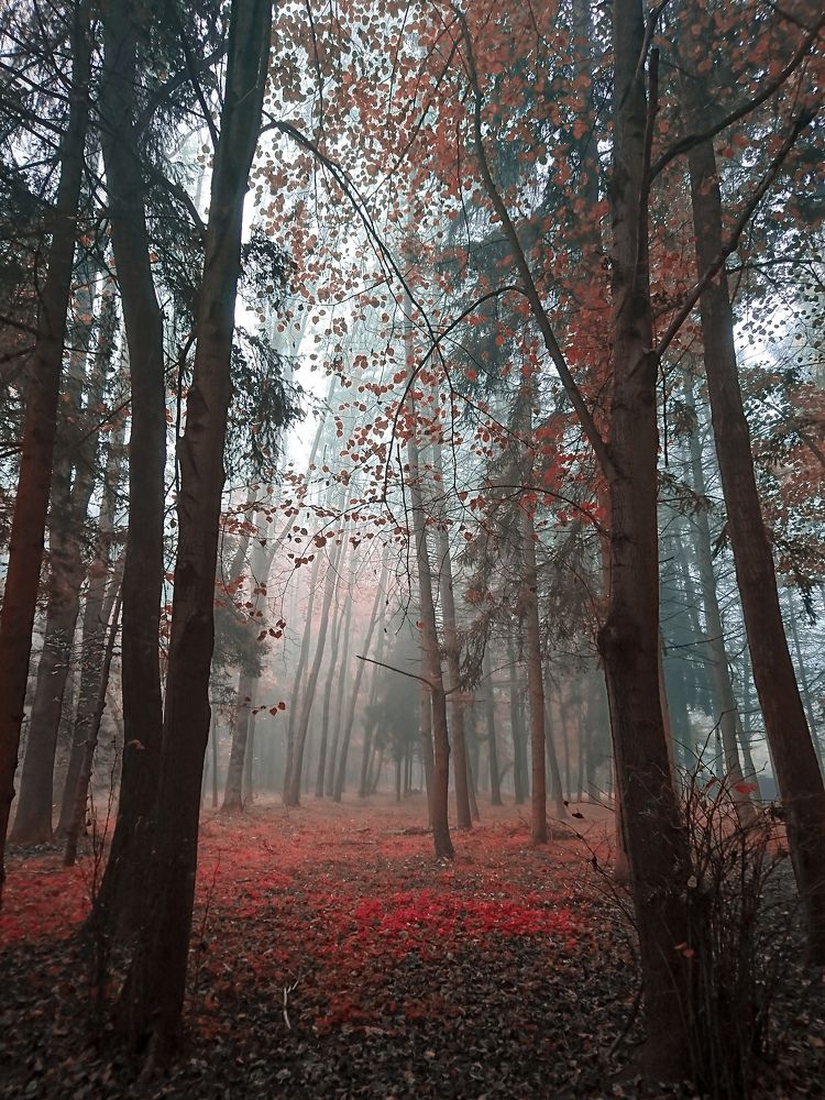 Таинственный лес