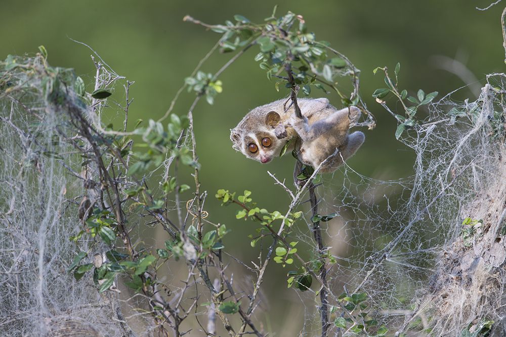 Oh Lord !  Save me from all the evil..