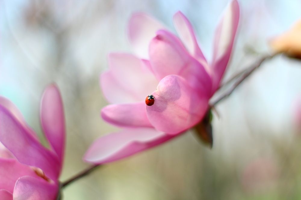 Божья коровка на магнолии