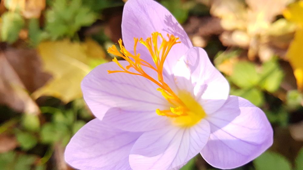 Цвет осени.