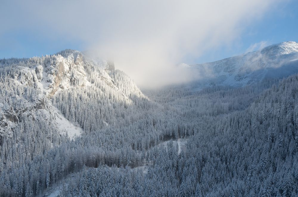 Победа белого