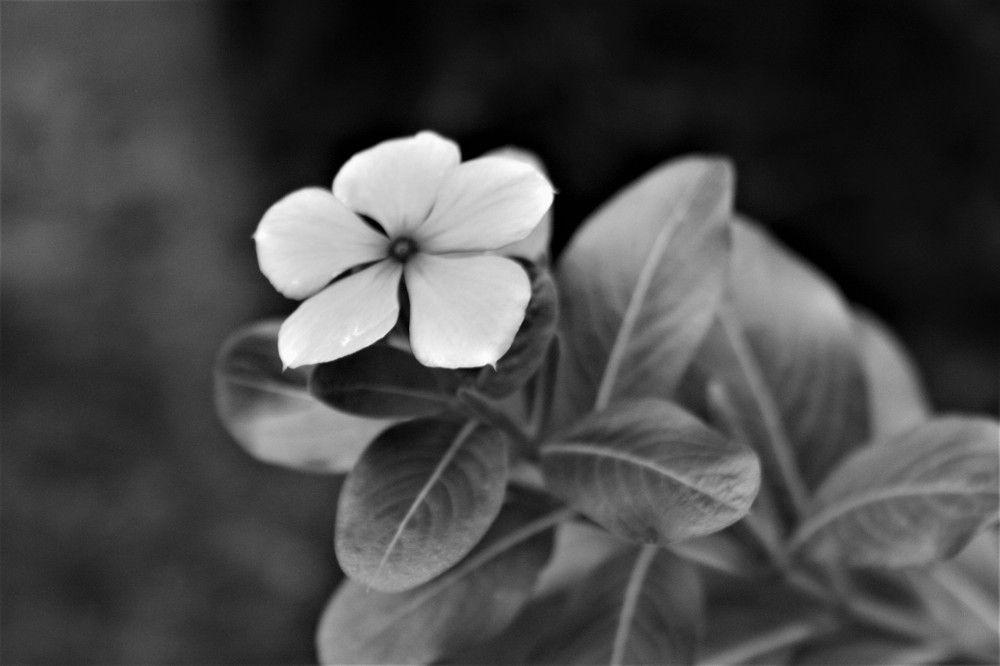 Цветок в одиночестве