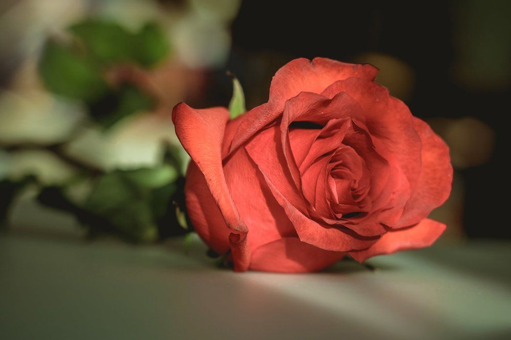 Завораживающая цветочная красота