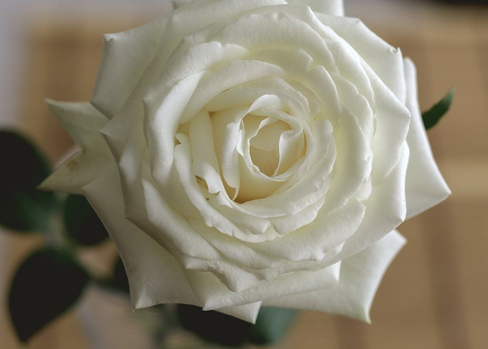 Бархатное наслаждение)