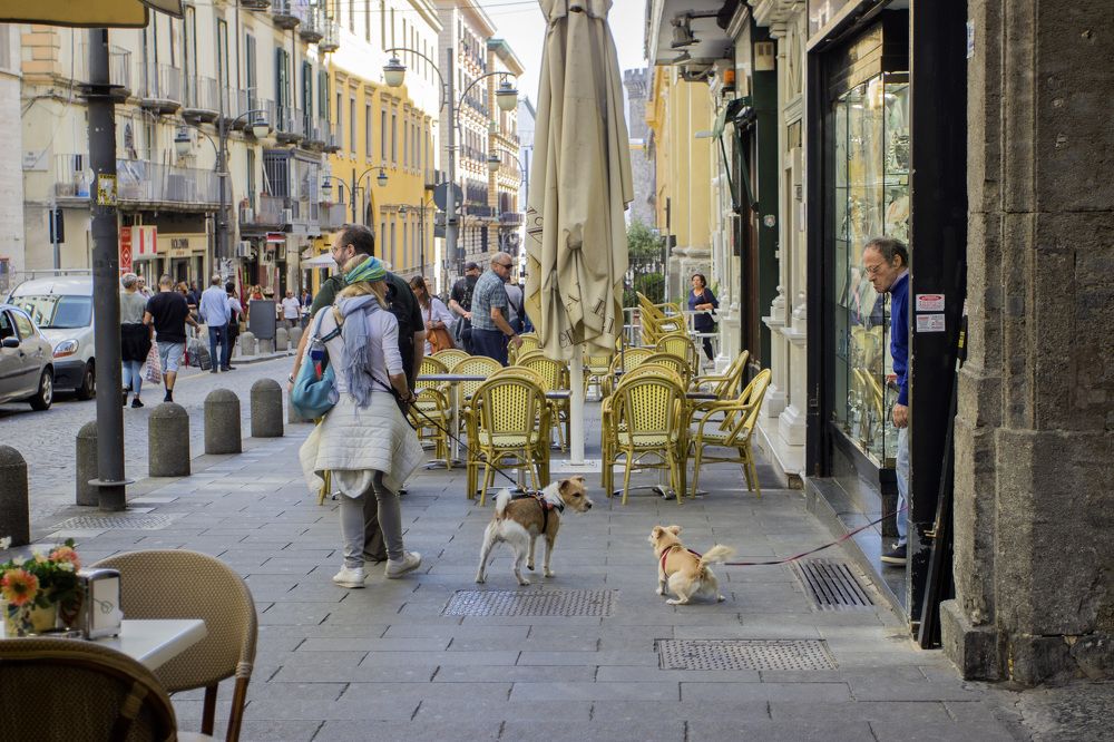 Hold me tight - now I will tear this dog's face off.     Держите меня крепче - сейчас раздеру морду этому красавчику.