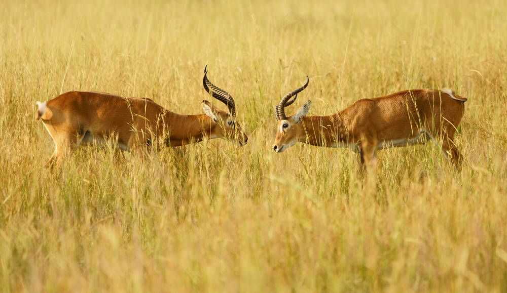 Enfrentamiento temprano