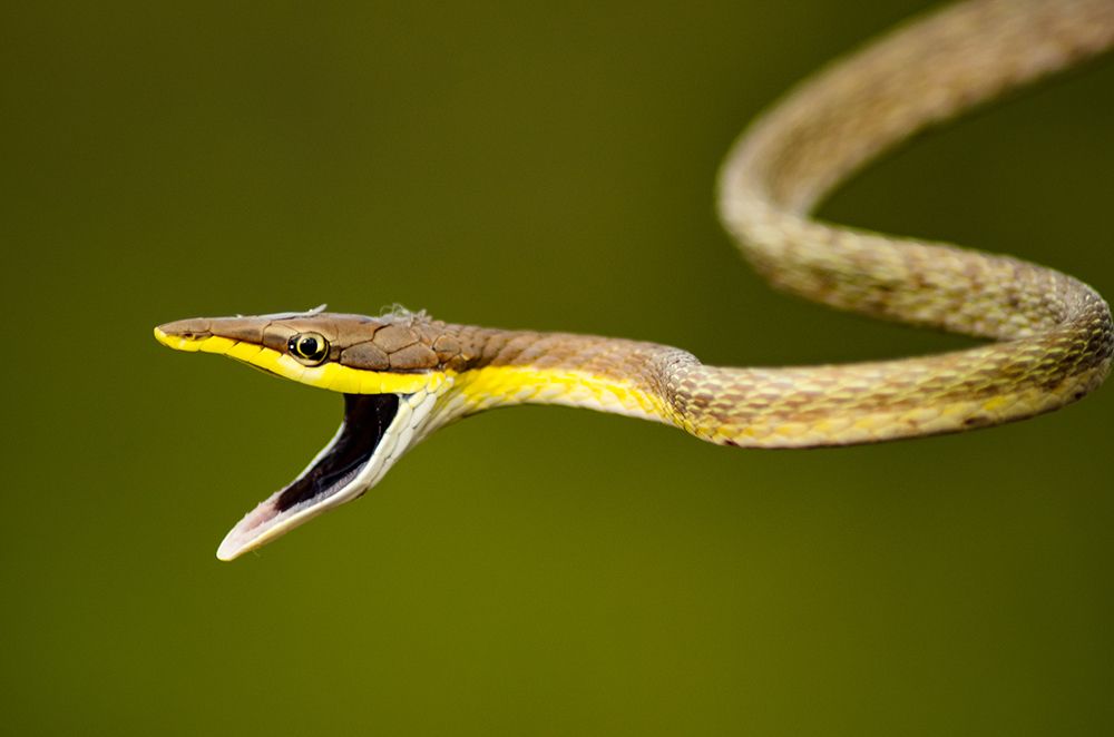 Serpentes da Caatinga Brasileira