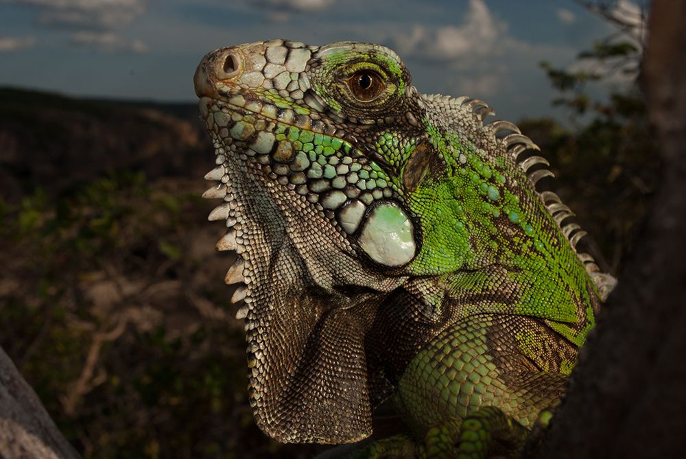 Iguana