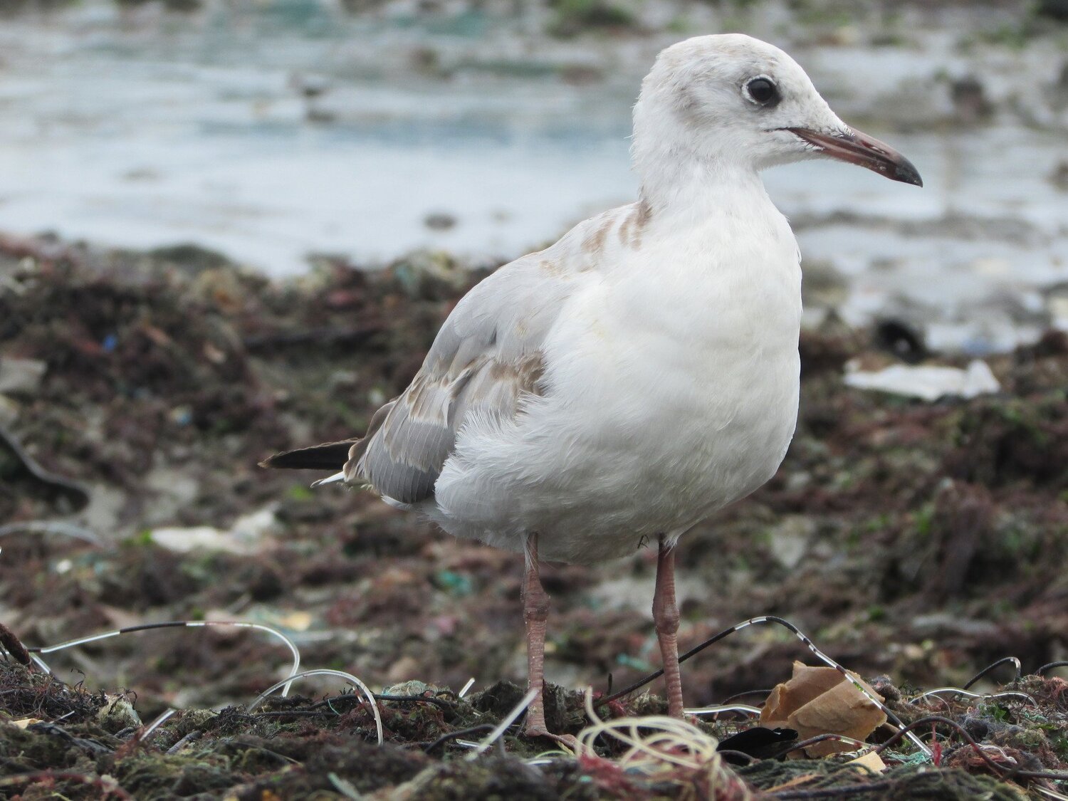 Gaviota