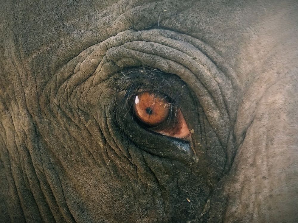 Elephant! That innocent dark eye.
