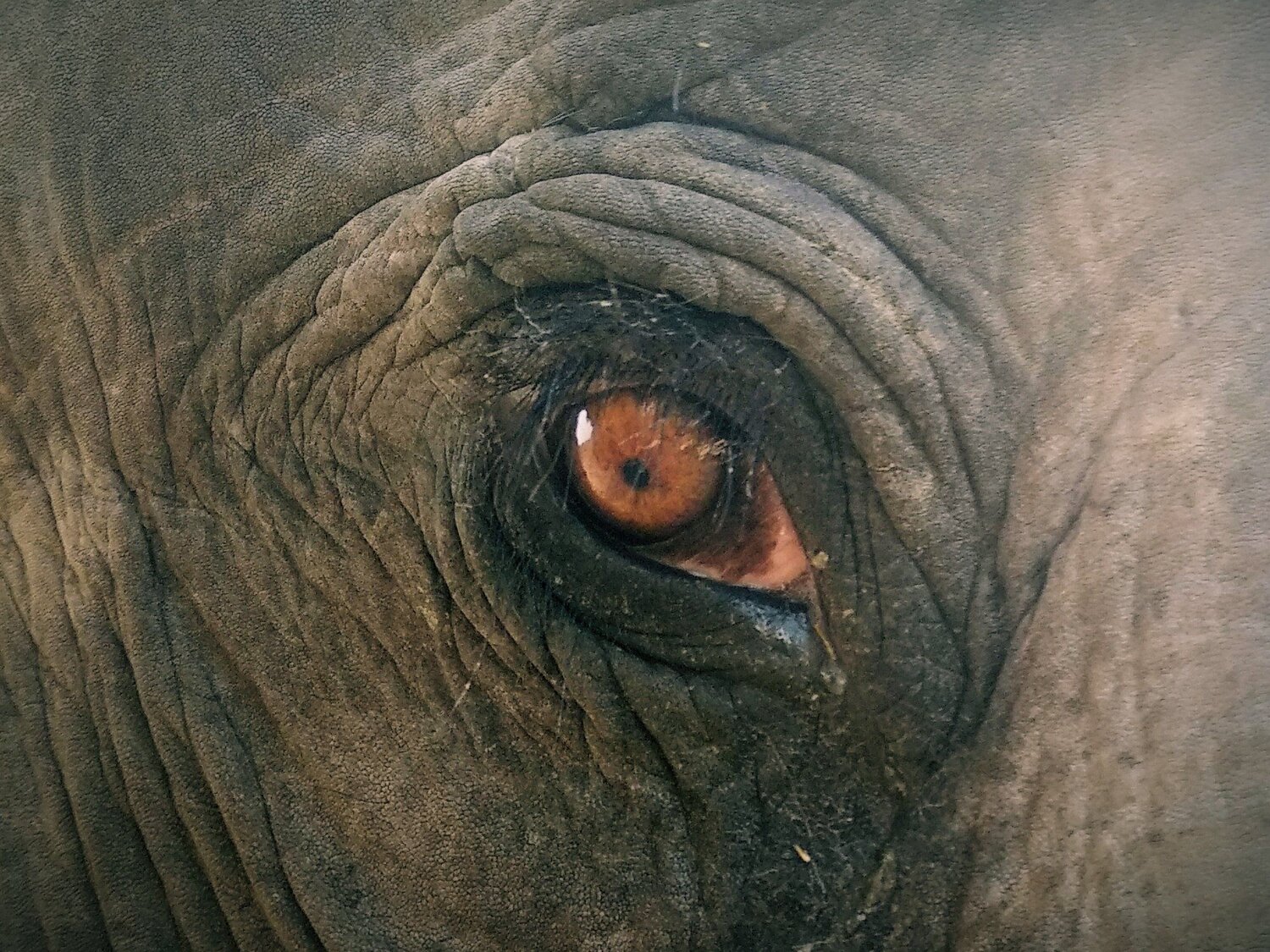 Elephant! That innocent dark eye.