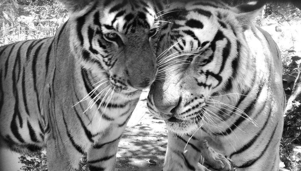 CAGED LOVE