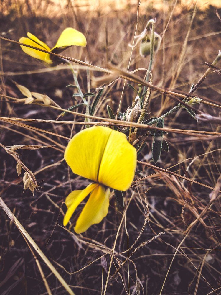 flowers still life