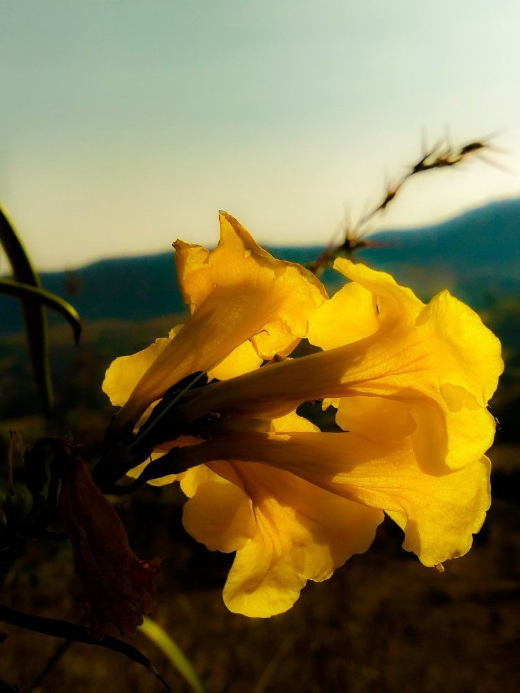 flower photography still life