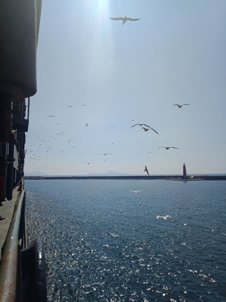 Sea Birds