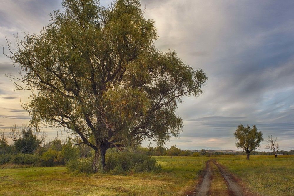 Вечер в степи