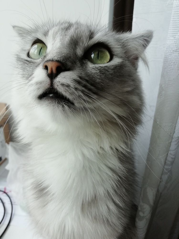 Кошачья красота