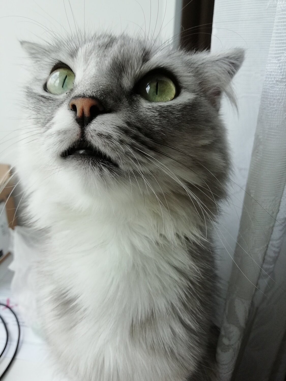 Кошачья красота
