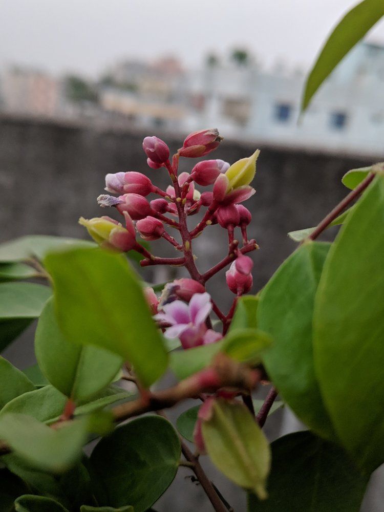 Flower gives peace