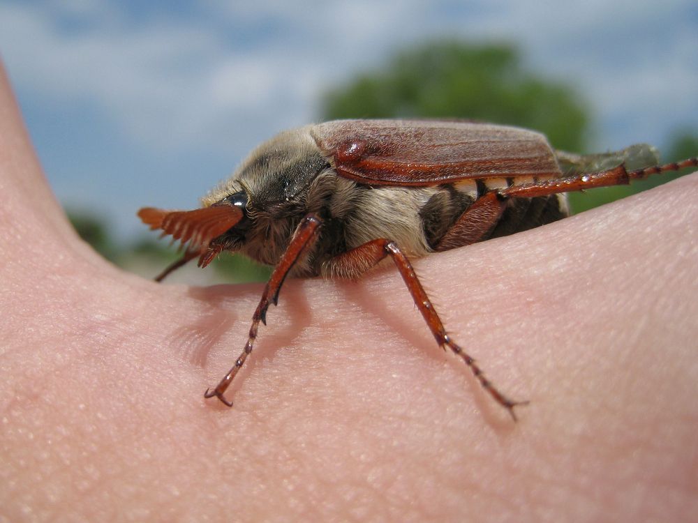 В утренней неге