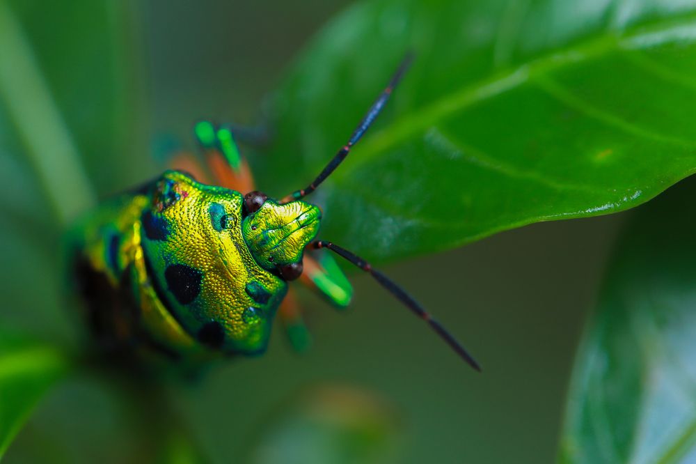 Beetle Macro