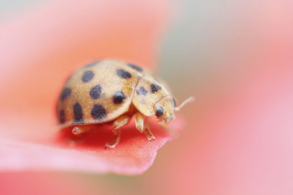 Pink Beetle