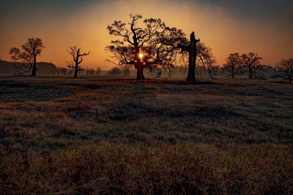 the sun in the crown