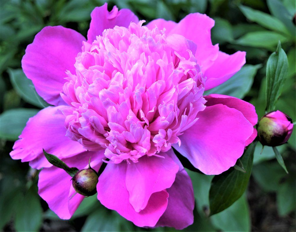 Pink Passion