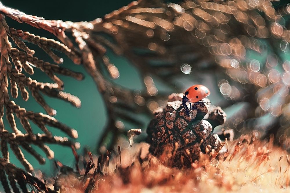 Уютный мир божьей коровки