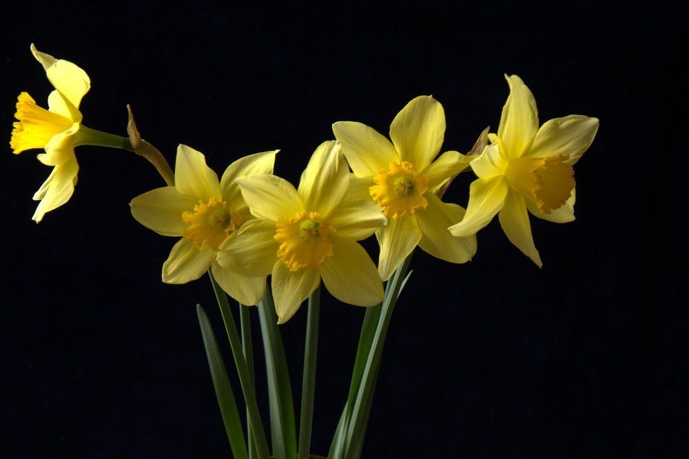 Весенние цветы