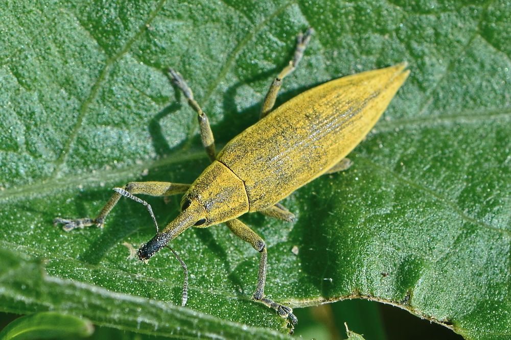 Фрачник обыкновенный, Lixus iridis