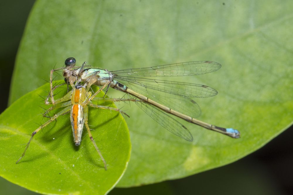 Lynx Spider Eating Damselfly