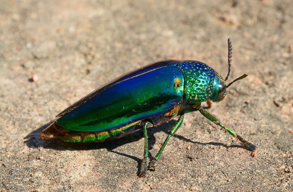 Златка, Sternocera aequisignata