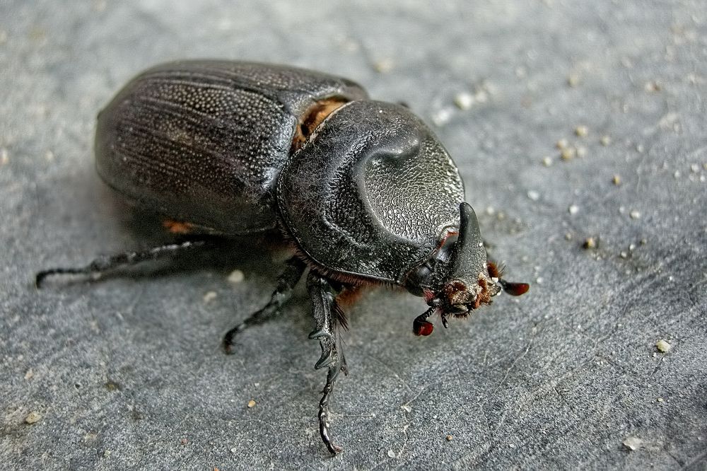 Coconut Rhinoceros Beetle, Oryctes rhinoceros