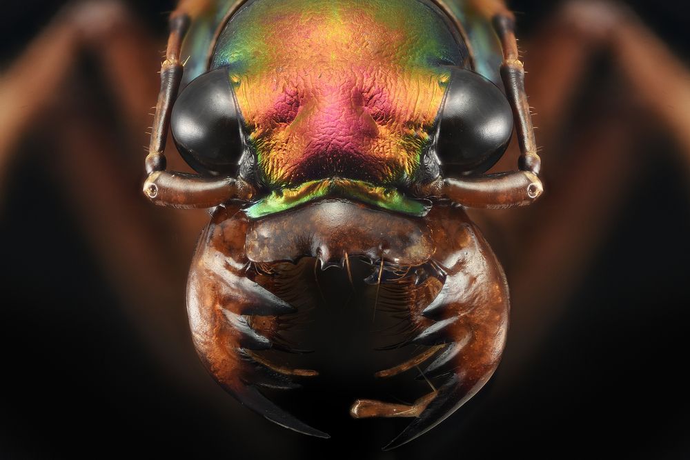 Tiger beetle - Cicindelinae