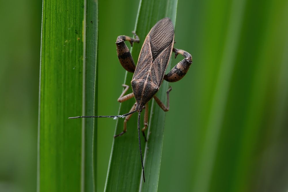 Leaf-footed Bug, Acanthocephala declivis