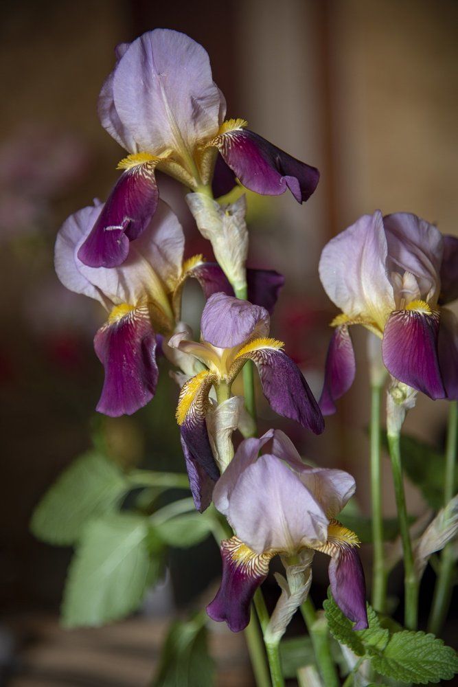 Ирисы
