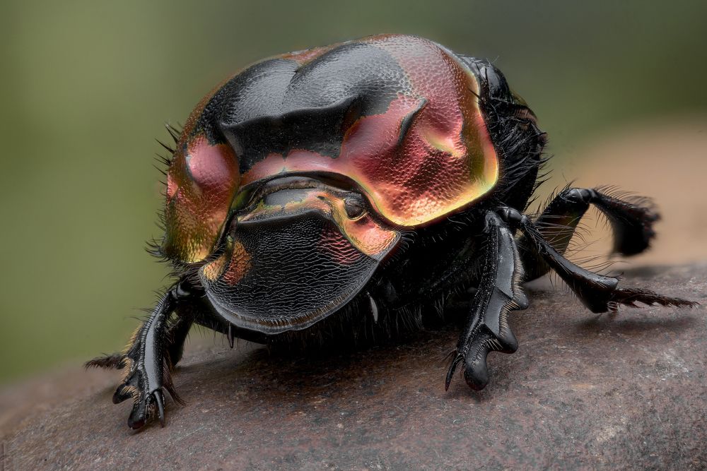 Imperator - Dung beetle