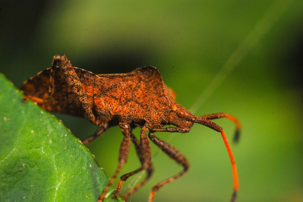 Мраморный клоп