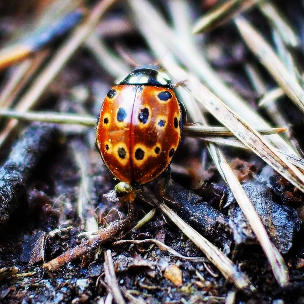 Божья коровка