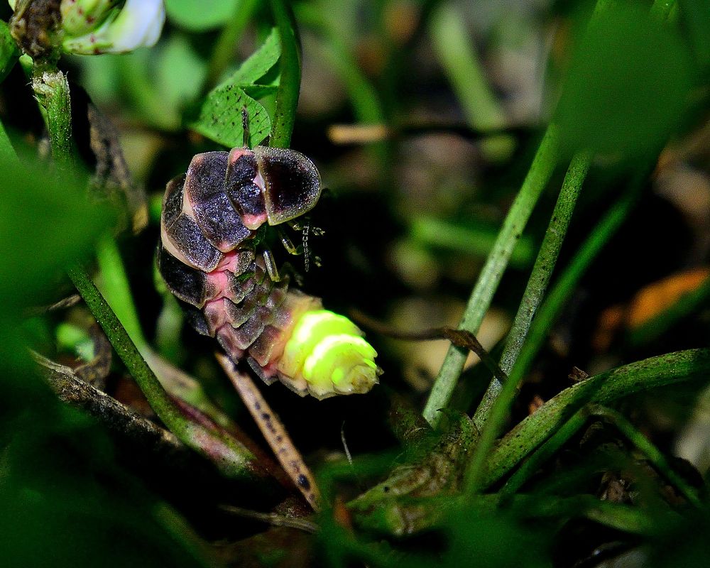 Из жизни светляков