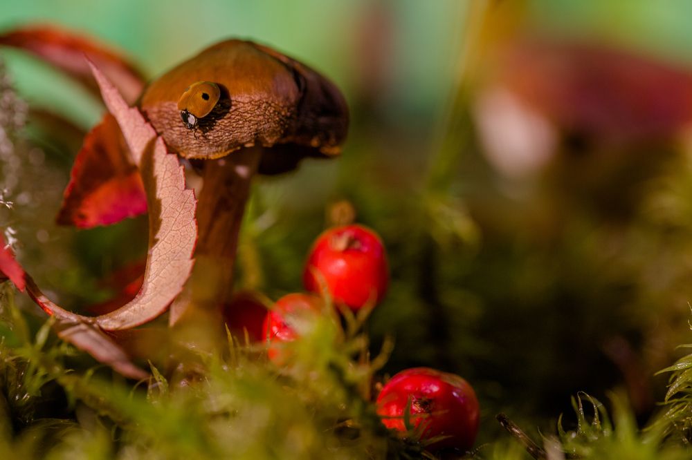 ladybug in search of adventure