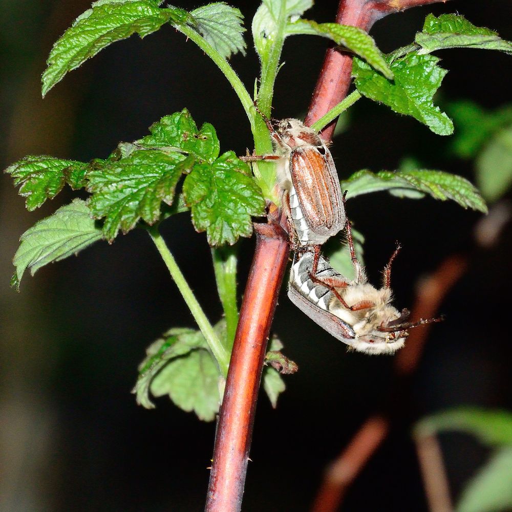 Night Flight To Venus